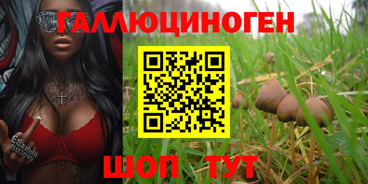 Амурск  Галлюциногенные грибы Psilocybe  Вход с VPN 